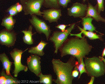 ICC/IF image of ab65844 stained A549 cells. The cells were 100% methanol fixed (5 min) and then incubated in 1%BSA / 10% normal goat serum / 0.3M glycine in 0.1% PBS-Tween for 1h to permeabilise the cells and block non-specific protein-protein interactions. The cells were then incubated with the antibody (ab65844, 5µg/ml) overnight at +4°C. The secondary antibody (green) was ab96899, DyLight® 488 goat anti-rabbit IgG (H+L) used at a 1/250 dilution for 1h. Alexa Fluor® 594 WGA was used to label plasma membranes (red) at a 1/200 dilution for 1h. DAPI was used to stain the cell nuclei (blue) at a concentration of 1.43µM.