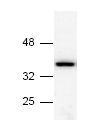 Anti-Annexin V antibody (ab14196) + HeLa cell lysate