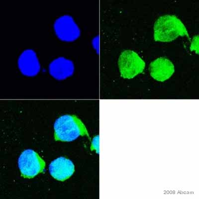 ab14196 staining cells from a human pancreatic cell line by ICC/IF.  Cells were PFA fixed and permeabilized in 0.1% Triton X-100 prior to blocking in 1% BSA for 30 minutes at 22°C.  The primary antibody was diluted 1/100 and incubated with the sample for 1 hour at 22°C.  An Alexa Fluor® 488 conjugated donkey anti-rabbit antibody, diluted 1/1000, was used as the secondary.See Abreview