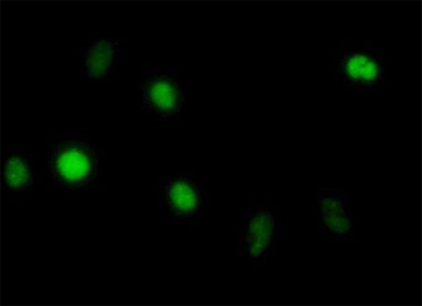 ab54775 at 10 ug/ml staining Annexin V in human Hela cells by Immunocytochemistry / Immunofluorescence.