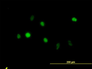 ab117439 at 10µg/ml dilution staining Annexin V in HeLa cells by Immunofluorescence.