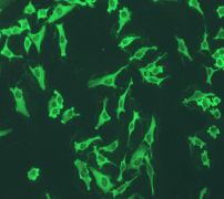 Immunofluorescent staining of HeLa cells using 1/500 ab108194.