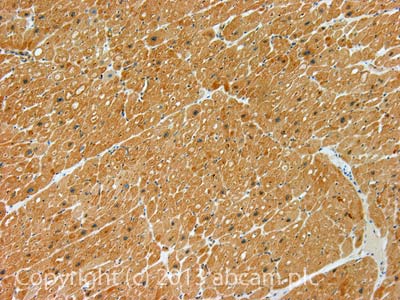 IHC image of ANP staining in Human heart muscle formalin fixed paraffin embedded tissue section, performed on a Leica BondTM system using the standard protocol F. The section was pre-treated using heat mediated antigen retrieval with sodium citrate buffer (pH6, epitope retrieval solution 1) for 20 mins. The section was then incubated with ab91250, 5µg/ml, for 15 mins at room temperature and detected using an HRP conjugated compact polymer system. DAB was used as the chromogen. The section was then counterstained with haematoxylin and mounted with DPX.For other IHC staining systems (automated and non-automated) customers should optimize variable parameters such as antigen retrieval conditions, primary antibody concentration and antibody incubation times.