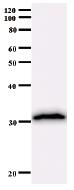 Anti-Antennapedia homeodomain antibody [743C1a] (ab51235)