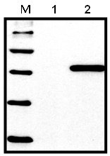 All lanes : Anti-6X His tag® antibody [HIS.H8] (ab18184) at 1/1000 dilutionLane 1 : 293 cells, untransfected controlLane 2 : 293 cells transfected with His-tagged vector