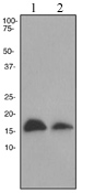 All lanes : Anti-Anterior Gradient 2 antibody [EPR3278] (ab76473) at 1/10000 dilutionLane 1 : HT-29 cell lysatesLane 2 : MCF-7 cell lysatesLysates/proteins at 10 µg per lane.SecondaryHRP labelled goat anti-rabbit at 1/2000 dilution