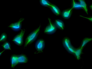 Immunofluorescent analysis of HeLa cells labelling Anterior Gradient 2 with ab139894 at 1/100 dilution (green); Dapi staining shown in blue.