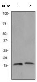 All lanes : Anti-Anterior Gradient 2 antibody [EPR3279] (ab134167) at 1/500 dilutionLane 1 : HT29 cell lysateLane 2 : MCF7 cell lysateLysates/proteins at 10 µg per lane.SecondaryStandard HRP labelled goat anti-rabbit at 1/2000 dilutiondeveloped using the ECL technique