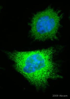 ab18184 at a 1/1000 dilution staining 6X His tag in transfected human HEK293 cells by Immunocytochemistry/ Immunofluorescence incubated for 12 hours at 22°C. PFA fixed. Permeabilized using 0.1% Triton X-100 in PBS. Blocked using 3% BSA for 1 hour at 22°C. Secondary used at a 1/1000 dilution polyclonal Goat anti-mouse IgG (H+L) conjugated to Alexa Fluor 488 (green). DAPI staining (blue).See Abreview