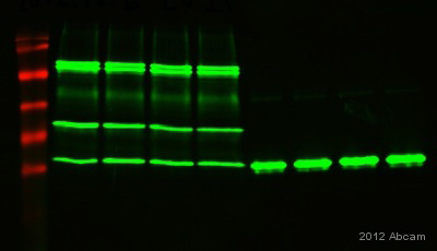 Immunoprecipitation of His/FLAG tagged PDCD5 using ab18184 at 1/100 dilution.Lane 1 :  MW Ladder (from top 120, 85, 50, 34, 25, 19 kDa) Lanes 2-5 :  Immunoprecipitation of His/FLAG tagged PDCD5 using ab18184 from mixture of ~50 ng purified His/FLAG tagged PDCD5 and 15 µL RRL in 300 µL buffer.  Lanes 6-7 :  Purified PDCD5 from E. coli with ~60-70 ng protein.  The lowest band in each lane is ~ 20 kDa and is PDCD5. The upper bands in lanes 2-5 are the heavy chain (~50 kDa, runs as doublet) and light chain (~25 or 26 kDa).  Western Blot was performed with a mouse anti-FLAG primary antibody at 1/2000 dilution. An IRDye®800CW-conjugated goat anti-mouse IgG was used as a secondary antibody.See Abreview
