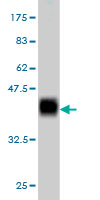 Western blot against tagged recombinant protein immunogen using ab57169 Antizyme inhibitor 1 antibody at 1ug/ml.