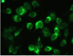ab127974 at 1/100 staining Antizyme inhibitor 1 in 4% paraformaldehyde fixed, 0.1% Triton X-100 permeabilized HeLa cells by Immunocytochemistry.