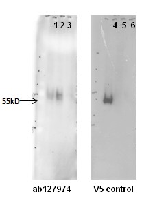 Lanes 1 - 3 :  Anti-Antizyme inhibitor 1 antibody [76.1_1E5] (ab127974) at 1/1000 dilutionLanes 4 - 6 :  V5 antibody control at 1/1000 dilutionLane 1 : Transfected HeLa cell lysateLane 2 : Non-Transfected HeLa cell lysateLane 3 : SH-SY5Y cell lysateLane 4 : Transfected HeLa cell lysateLane 5 : Non-Transfected HeLa cell lysateLane 6 : SH-SY5Y cell lysate