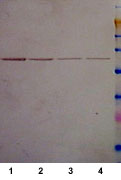 Use of ab9108 in western blotting at 1:1000 against Epitope Tag Positive Control lysate (ab4524). Lane 1: 2 µl lysate Lane 2: 1 µl lysate Lane 3: 0.5 µl lysate Lane 4: 0.25 µl lysate Use of ab9108 in western blotting at 1:1000 against E.coli Positive Control (Escherichia coli ) Whole Cell Lysate - expressing 11 different epitope tag (ab5395). Lane 1: 2 µl lysate Lane 2: 1 µl lysate Lane 3: 0.5 µl lysate Lane 4: 0.25 µl lysate