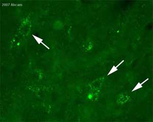 ab18114 at 1/1000 staining perfusion fixed adult rat brain tissue sections by IHC-Fr. Adult rat was perfused intracardially with paraformaldehyde 4% in PB 0.2M. The brain was post-fixed in the same fixative for 24 hours. Sections were cryoprotected with sucrose 20% and later frozen in OCT. Sections were incubated in free floating 12h with the primary antibody (1/1000) and revealed with secondary antibody conjugated with Alexa Fluor ® 488 (1/2000). The staining obtained is restricted to the cytoplasm and consists of a small and thin punctate staining (white arrows). The picture shows the staining obtained at the level of the spinal cord using the X40 objective.See Abreview