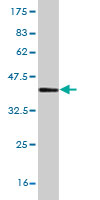 Western blot against tagged recombinant protein immunogen using ab54661 AP2S1 antibody at 1ug/ml.