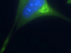 Immunocytochemistry staining of endogenous AP3B2 in AtT-20 cells. ab14227 dilution: 1/200; Donkey anti-IgY Fc-FITC: 1/200.