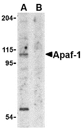 All lanes : Anti-APAF1 antibody (ab2001) at 1 µg/mlLane 1 : K562 cell lysate in absence of blocking peptideLane 2 : K562 cell lysate in presence of blocking peptide.Observed band size : 141 kDa (why is the actual band size different from the predicted?)