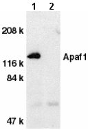 All lanes : Anti-APAF1 antibody (ab2000) at 1 µg/mlLane 1 : Human heart tissue lysate with absence of blocking peptideLane 2 : Human heart tissue lysate with presence of blocking peptide