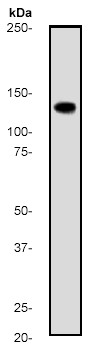 Anti-APAF1 antibody [E38] (ab32372) at 1/500 dilution (unpurified) + HeLa cell lysate