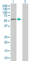 All lanes : Anti-APBB3 antibody (ab67741) at 1/500 dilutionLane 1 : APBB3 transfected lysateLane 2 : Non transfected lysateLysates/proteins at 25 µg per lane.SecondaryGoat anti-mouse IgG (H&L)-HRP conjugate at 1/2500 dilution