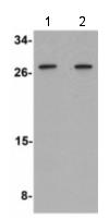 Lane 1 : Anti-Apc11 antibody (ab133200) at 1 µg/mlLane 2 : Anti-Apc11 antibody (ab133200) at 2 µg/mlLane 1 : 3T3 cell tissue lysateLane 2 : 3T3 cell tissue lysate