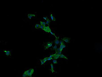 Immunofluorescent analysis of COS7 cells transiently transfected with pCMV6-ENTRY Apc11, labelling Apc11 with ab140511 at 1/100 dilution.