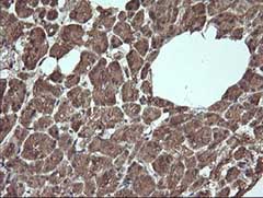 Immunohistochemical analysis of paraffin-embedded Human pancreas tissue labelling Apc11 with ab140511 at 1/150 dilution.