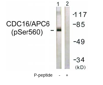 All lanes : Anti-Apc6 (phospho S560) antibody (ab61075) at 1/500 dilutionLane 1 : extracts from HuvEc cellsLane 2 : extracts from HuvEc cells with phospho-peptide