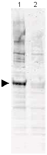 All lanes : Anti-Apc6 (phospho T580) antibody (ab12282) at 1/1000 dilutionLane 1 : Nocodazole treated HeLa whole cell lysateLane 2 : Asynchronous HeLa whole cell lysateLysates/proteins at 35 µg per lane.SecondaryGoat anti-Rabbit IgG at 1/10000 dilutionPerformed under reducing conditions.