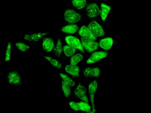 Immunofluorescent analysis of HeLa cells labeling Apc6 with ab169536 at 1/100 dilution.