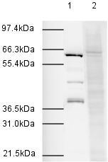 All lanes : Anti-Apc7 antibody (ab4171)Lane 1 : HeLa Nuclear ExtractLane 2 : HeLa Nuclear Extract with Apc7 peptide (ab13734) at 1 µg/mlLysates/proteins at 20 µg per lane.SecondaryLane 1 : Goat Anti-Rabbit IgG H&L (HRP) (ab6721) at 1/2000 dilutionLane 2 : Goat polyclonal to Rabbit IgG - H&L (HRP) (ab6721) at 1/2000 dilution
