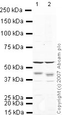 All lanes : Anti-Apc7 antibody (ab4171) at 1 µg/mlLane 1 : Heart (Mouse) Tissue LysateLane 2 : Spinal Cord (Mouse) Tissue LysateLysates/proteins at 10 µg per lane.SecondaryIRDye 680 Conjugated Goat Anti-Rabbit IgG (H+L) at 1/10000 dilutionPerformed under reducing conditions.