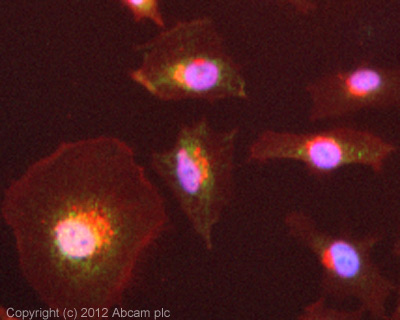 ICC/IF image of ab4171 stained HeLa cells. The cells were 4% formaldehyde fixed (10 min) and then incubated in 1%BSA / 10% normal goat serum / 0.3M glycine in 0.1% PBS-Tween for 1h to permeabilise the cells and block non-specific protein-protein interactions. The cells were then incubated with the antibody (ab4171, 10µg/ml) overnight at +4°C. The secondary antibody (green) was ab96899, DyLight® 488 goat anti-rabbit IgG (H+L) used at a 1/250 dilution for 1h. Alexa Fluor® 594 WGA was used to label plasma membranes (red) at a 1/200 dilution for 1h. DAPI was used to stain the cell nuclei (blue) at a concentration of 1.43µM.