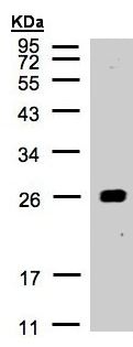 Anti-14-3-3 alpha + beta antibody (ab155032) at 1/1000 dilution + Raji whole cell lysate at 30 µg