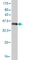 Western blot against tagged recombinant protein immunogen using ab56465 Apg12 antibody at 1ug/ml.