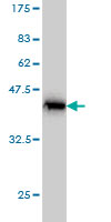 Western blot against tagged recombinant protein immunogen using ab56646 APG5L/ATG5 antibody at 1ug/ml.