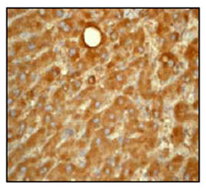 Immunohistochemical analysis of paraffin-embedded human liver using ab52472 at a 1/100 dilution.