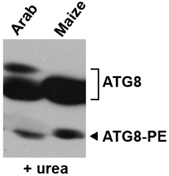 All lanes : Anti-APG8A antibody (ab77003) at 1/500 dilutionLane 1 : Arabidopsis whole plant extractLane 2 : Maize whole plant extractSecondaryHRP-conjugated anti-rabbit IgG. at 1/20000 dilution