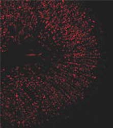 APJ staining of rat gastric mucosal sections.ab66218 at 10,000-50,000 dilution (red pseudocolor).