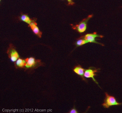 ICC/IF image of ab105446 stained U87MG cells. The cells were 4% formaldehyde fixed (10 min) and then incubated in 1%BSA / 10% normal goat serum / 0.3M glycine in 0.1% PBS-Tween for 1h to permeabilise the cells and block non-specific protein-protein interactions. The cells were then incubated with the antibody (ab105446, 5µg/ml) overnight at +4°C. The secondary antibody (green) was ab96899, DyLight® 488 goat anti-rabbit IgG (H+L) used at a 1/250 dilution for 1h. Alexa Fluor® 594 WGA was used to label plasma membranes (red) at a 1/200 dilution for 1h. DAPI was used to stain the cell nuclei (blue) at a concentration of 1.43µM.
