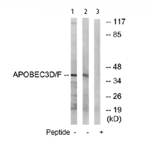 All lanes : Anti-APOBEC3D + APOBEC3F antibody (ab74205) at 1/500 dilutionLane 1 : Extracts from MCF-7 cellsLane 2 : Extracts from COS-7 cellsLane 3 : Extracts from COS-7 cells plus 5µg immunizing peptideLysates/proteins at 5 µg per lane.Observed band size : 42 kDa (why is the actual band size different from the predicted?)