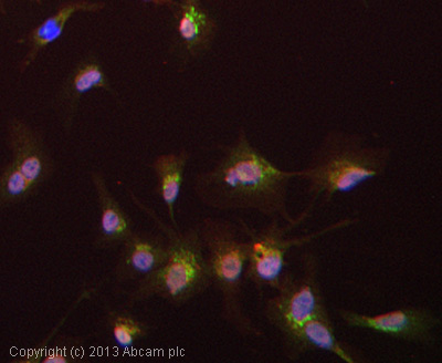 ICC/IF image of ab24241 stained HepG2 cells. The cells were 4% paraformaldehyde fixed (10 min) and then incubated in 1%BSA / 10% normal goat serum / 0.3M glycine in 0.1% PBS-Tween for 1h to permeabilise the cells and block non-specific protein-protein interactions. The cells were then incubated with the antibody (ab24241, 1µg/ml) overnight at +4°C. The secondary antibody (green) was ab96899, DyLight® 488 goat anti-rabbit IgG (H+L) used at a 1/250 dilution for 1h. Alexa Fluor® 594 WGA was used to label plasma membranes (red) at a 1/200 dilution for 1h. DAPI was used to stain the cell nuclei (blue) at a concentration of 1.43µM. 