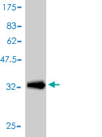 Anti-Apolipoprotein CI antibody (ab54800) at 5 µg/ml + 0.2 µg/lane of full length recombinant protein with a tagSecondaryGoat anti mouse IgG (H&L)-HRP conjugate at 1/5000 dilution