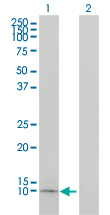 All lanes : Anti-Apolipoprotein CI antibody (ab54800) at 5 µg/mlLane 1 : 50 µg/lane of transfected 293T cell line lysateLane 2 : 50 µg/lane of non-transfected cell line lysate SecondaryGoat anti mouse IgG (H&L)-HRP conjugate at 1/2500 dilution