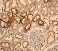 Immunohistochemical staining of Apolipoprotein D in paraffin embedded Human kidney tissue, using ab108191 at a 1/100 dilution.