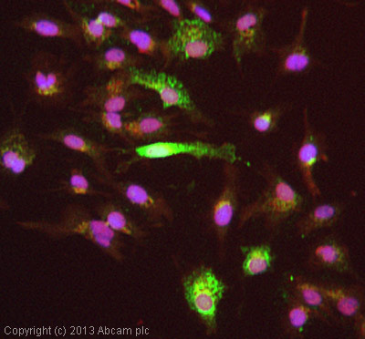 ICC/IF image of ab108191 stained HepG2 cells. The cells were 4% formaldehyde fixed (10 min) and then incubated in 1%BSA / 10% normal goat serum / 0.3M glycine in 0.1% PBS-Tween for 1h to permeabilise the cells and block non-specific protein-protein interactions. The cells were then incubated with the antibody (ab108191, 5µg/ml) overnight at +4°C. The secondary antibody (green) was ab96899, DyLight® 488 goat anti-rabbit IgG (H+L) used at a 1/250 dilution for 1h. Alexa Fluor® 594 WGA was used to label plasma membranes (red) at a 1/200 dilution for 1h. DAPI was used to stain the cell nuclei (blue) at a concentration of 1.43µM.