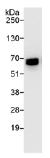 ab99307, at 0.4 µg/ml, staining Apoptosis inhibitor 5 in HeLa whole cell lysate immunoprecipitated using ab99307 at 3 µg/mg lysate (1 mg/IP; 20% of IP loaded/lane). Detection: Chemiluminescence with an exposure time of 1 second.