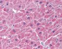 Immunohistochemistry of Apoptosis repressor with CARD in human heart tissue with Anti-Apoptosis repressor with CARD (ab2002) at 5 µg/ml.