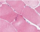 Immunohistochemistry of Apoptosis repressor with CARD in skeletal muscle with Anti-Apoptosis repressor with CARD (ab2002) at 5 µg/ml.